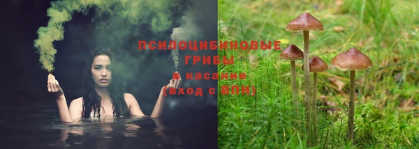 прущие грибы Алексин